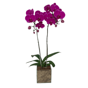 Combo Orquídea Phalaenopsis Cor de Rosa Dupla Haste no Vidro