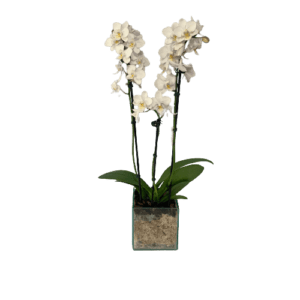 Mini Orquídea Phalaenopsis Branca no Vidro