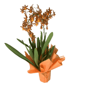 Orquídea Catatante