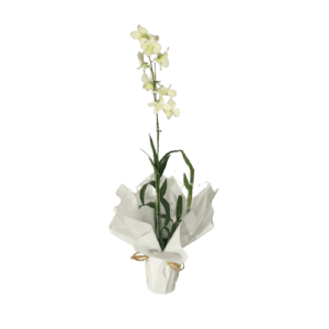 Orquídea Denfalis Branca
