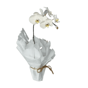 Orquídea Phalaenopsis Branca 1 Haste