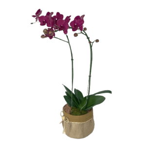 Orquídea Phalaenopsis Cor de Rosa Dupla Haste no Cachepô de Palha
