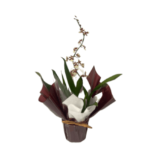 Orquídea Sharry Baby chocolate