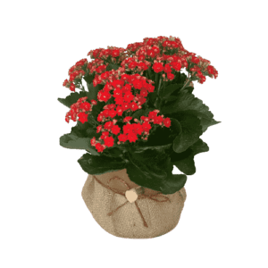 Vasos Plantados de Calandiva Vermelha