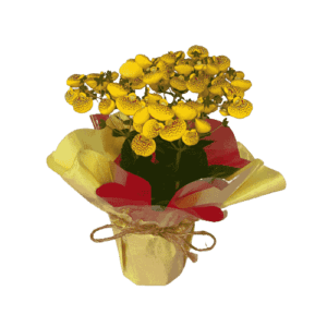 Vasos Plantados de Calceolária