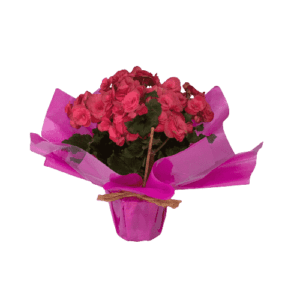 Vasos Plantados de Begônias Cor de Rosa